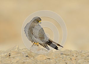 Sooty Falcon