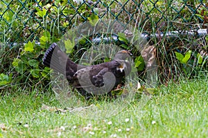 Sooty Grouse