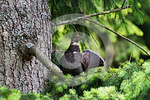 Sooty Grouse