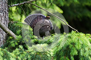 Sooty Grouse