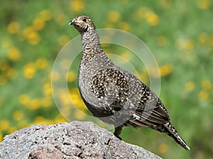 Sooty Grouse Standing on a Rock