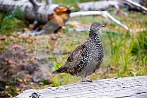 Sooty Grouse on the way to Glacier Point in Yosemite National Park
