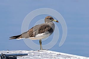 Sooty Gull (Ichthyaetus hemprichii) Aden gull or Hemprich\'s gull in flight in the UAE