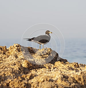 Sooty gull perched on rocks