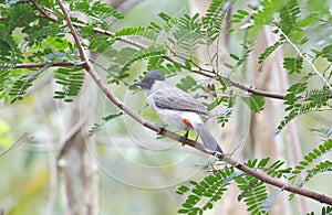 Sooty-headed bulbul
