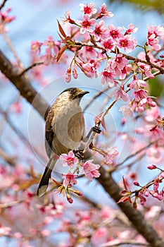 Sooty-headed Bulbul perching on a perch of wild himalayan cherry