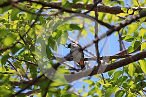 Sooty-headed Bulbul Pycnonotus aurigaster