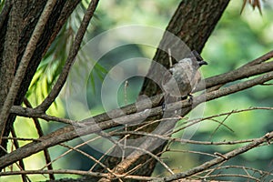 Sooty-headed Bulbul or Pycnonotus aurigaster, perched on the branches