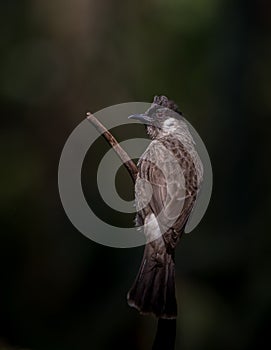 Sooty-headed Bulbul Pycnonotus aurigaster Photographing birds in artistic nature