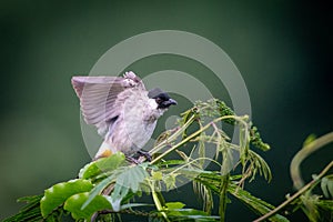 The sooty-headed bulbul Pycnonotus aurigaster is a species of songbird in the Bulbul family, Pycnonotidae.