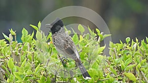 Sooty-headed bulbul, songbird in the Bulbul family, Pycnonotidae. Red-vented Bulbul Adult Lone Resting in Spring in India. Beautif