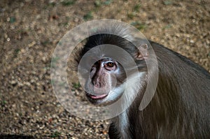 The sooty mangabey, Cercocebus atys