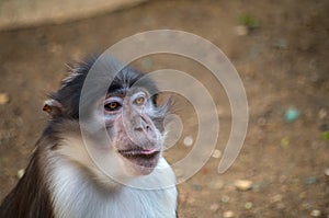 The sooty mangabey, Cercocebus atys