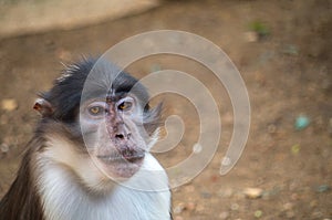 The sooty mangabey, Cercocebus atys