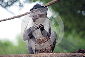 Sooty mangabey with a clod of earth