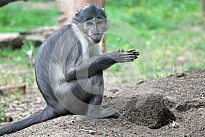 Sooty mangabey with a clod of earth photo