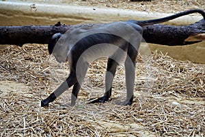 Sooty mangabey looking for food in the straw