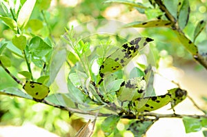 Sooty mold disease on lemon leaves