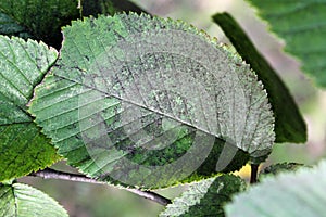 Sooty mold on leaf of Ulmus glabra or Wych elm