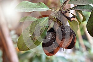 Sooty mold on sapodilla fruit