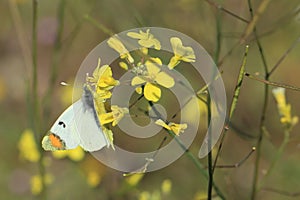 Sooty orange tip butterfly on plant photo
