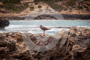 Sooty Oystercatcher bird on rocks near the ocean.