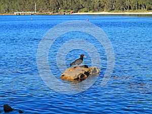 Sooty Oystercatcher shorebird on rock in blue water