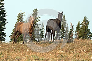 Sooty Palomino and Black stallions wild horses on a ridge in the Pryor Mountains Wild Horse Range in Montana USA