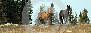 Sooty Palomino and Black stallions wild horses on a ridge in the Pryor Mountains Wild Horse Range in Montana USA