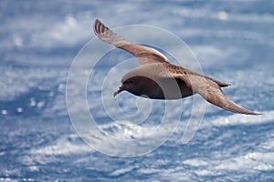 Sooty shearwater in flight off the coast of New Zealand