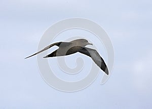 Sooty Shearwater, Grauwe Pijlstormvogel, Puffinus griseus photo