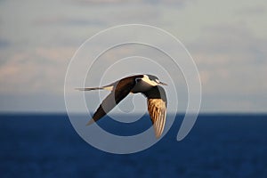 a sooty tern bird flying over a body of water on Lord Howe Island in Australia