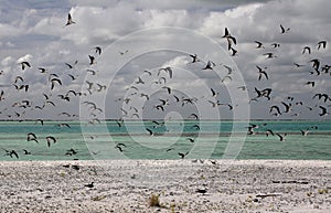 The Sooty Tern Birds