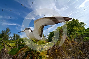 Sooty tern nesting