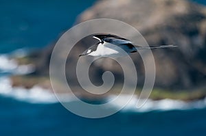 Sooty Tern (Sterna fuscata) on Lord Howe Island photo