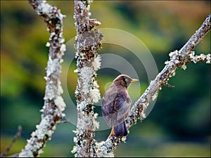 The Sooty Thrush.