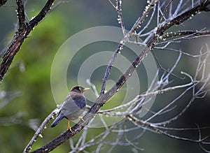 The Sooty Thrush.