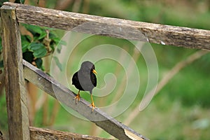 Sooty thrush sitting on a fence structure element, Costa Rica