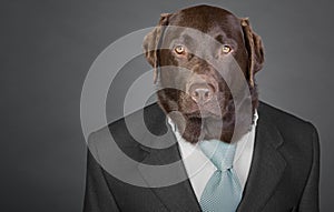 Sophisticated Chocolate Labrador in Suit and Tie