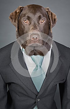 Sophisticated Chocolate Labrador in Suit and Tie