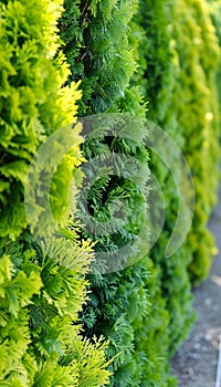 Sophisticated monochrome pattern with varied green thuja leaves for a subtle background design