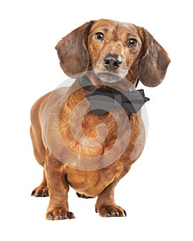 Sophisticated Weiner Dog In Black Tie Isolated on White