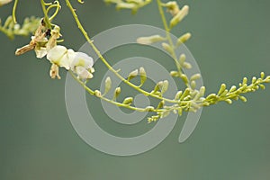 Sophora flower and bud lengthen to the sky