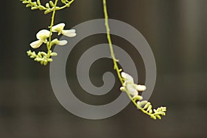 Sophora flower and bud lengthen to the sky