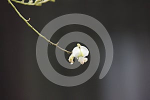 Sophora flower and bud lengthen to the sky