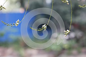 Sophora flower and bud lengthen under the sun