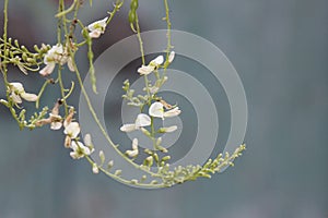 Sophora flower and bud lengthen under the sun