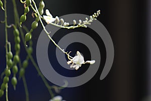 Sophora flower and bud lengthen under the sun