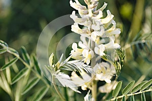 Sophora foxtail, Sophora alopecuroides, Sophora vulgaris, perennial medicinal herb. A species of the genus Sophora in the legume