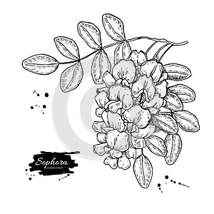 Sophora Japonica vector drawing. Hand drawn botanical branch with flowers and leaves.